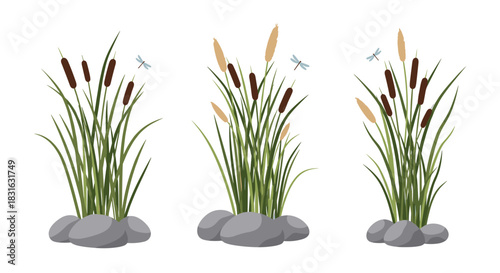 Set of three cattail reed illustrations with rocks and dragonflies creating a peaceful pond or swamp nature scene element.