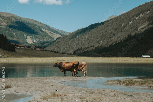 Brown Alpine Cow at the Edge of Finkau Lake, Austria