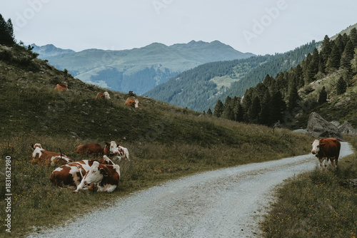 Alpine Cow Resting on the Trail to Zittauer Hütte, Austria