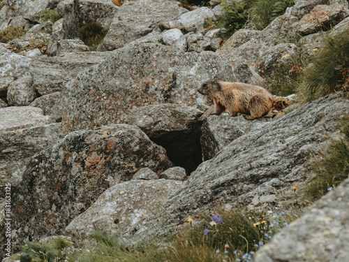 Alpine Marmot on a Rocky Mountain Slope, Austria