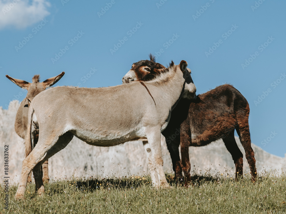 Obraz premium Donkey on a Rocky Path of Seceda Hiking Trail