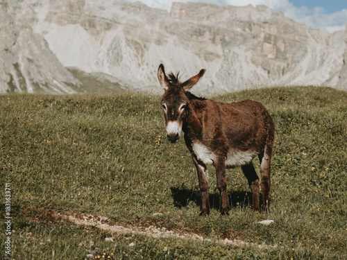 Alpine Donkey Standing on Seceda Hiking Trail, Dolomites