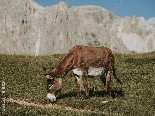 Mountain Donkey Grazing Along Seceda Trail, Italy