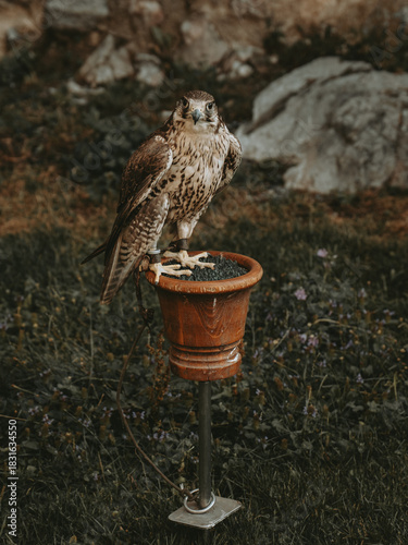Falcon Staring at Camera in Trento, Italy