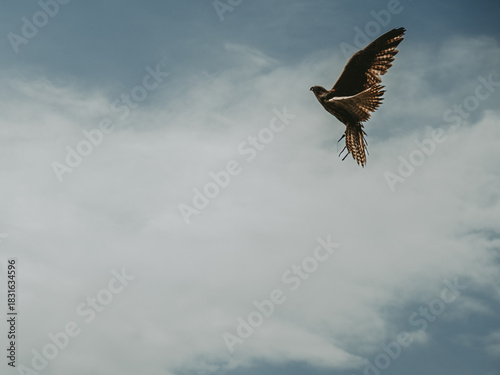 Falcon Soaring Over Dolomite Mountains in Trento, Italy
