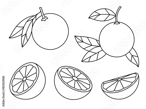 Line drawing of oranges, whole and sliced, with leaves
