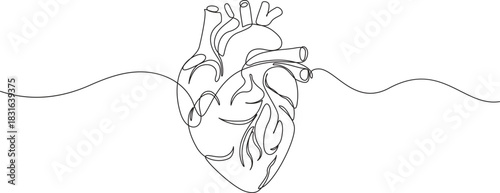 Anatomical heart with heartbeat line art illustration on white background,one line art drawing human heart vector illustration,Continuous Line Art of Human Heart with Electrocardiogram Pulse