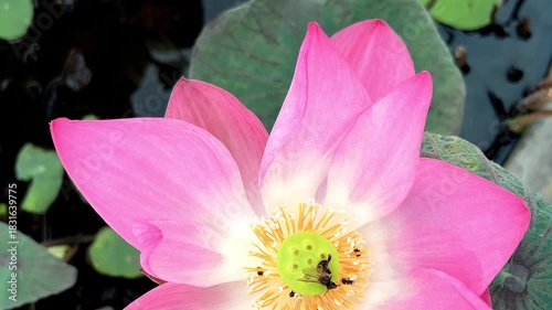 Close Up Blooming Pink Lotus Flower and Big Bee Died, Little Bees Find Nectar and Flying on Lotus Leaves Background in Lotus Basin at the Temple. Bangkok, Thailand. 19 MAY 2025, A.M./ Slow Down Video