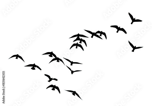 Flock of outline birds flying isolated on transparent background for freedom and travel design