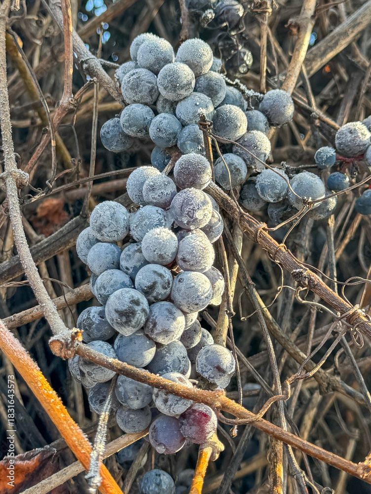 Naklejka premium A bunch of grapes covered in frost