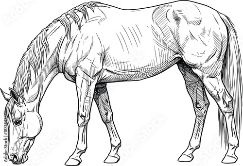 Black and White Detailed Hand-Drawn Engraving Style Sketch of a Horse Grazing or Feeding, Head Down, Representing Domestic Farm Animals, Rural Life, Tranquility, and Equine Vector Content
