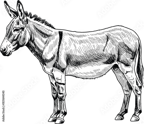 Black and White Detailed Hand-Drawn Engraving Style Sketch of a Standing Donkey or Ass, Side View, Representing Domestic Farm Animals, Rural Life, Work, and Livestock Vector Content