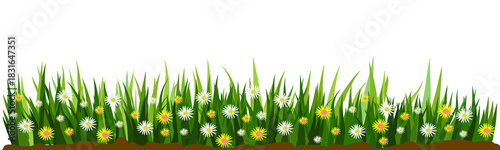Grass and daisies illustration on black background