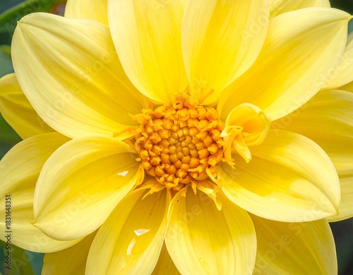 Close-up capture of a vibrant yellow dahlia blossom, showcasing intricate petal details