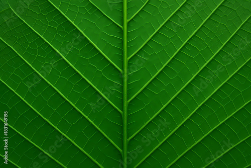 葉, 自然, 植える, 質感, アブストラクト, 模様, 木, バナナ, マクロ, アップ, 木の葉, 植物, 葉脈, トロピカル, palm, 緑, 詳細, 明るい, 色, ざらざらの, 植物学, 人生, エコロジー