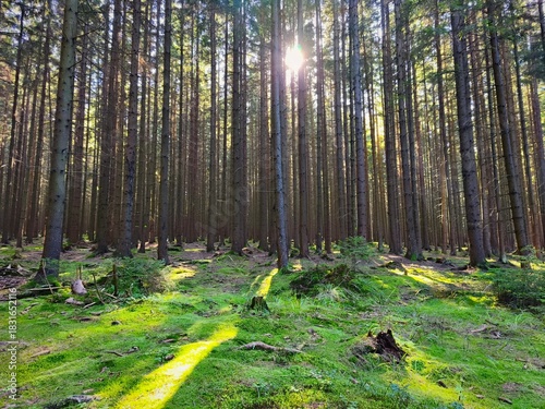 Beautiful landscape with forest and sun. Green nature, concept for environment.