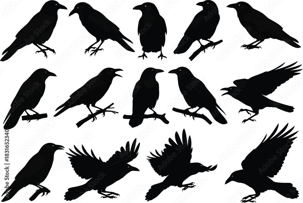 Obraz premium Collection of silhouette black birds including crows ravens and other avian creatures in various poses