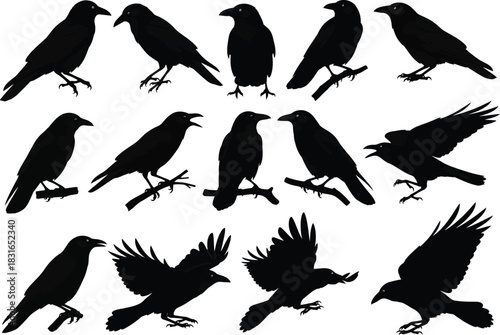 Collection of silhouette black birds including crows ravens and other avian creatures in various poses