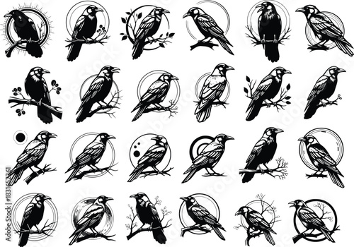 Collection of detailed black ink drawings of various birds perched on branches in a loose sketchy artistic style
