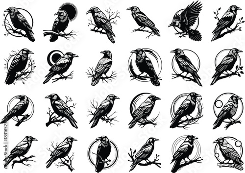 Collection of detailed black and white ink drawings of various birds in different poses and styles