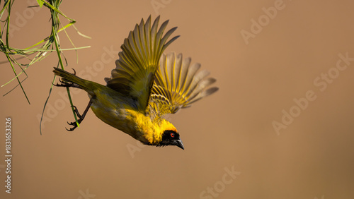 Male Southern Masked Weaver (Swartkeelgeelvink) (Ploceus velatus) building a nest in Rietvlei Nature Reserve, Pretoria, Gauteng, South Africa