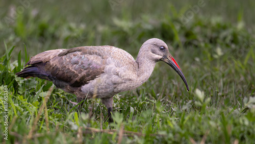 Breeding Hadeda Ibis (Hadeda) (Bostrychia hagedash) in Rietvlei Nature Reserve, Pretoria, Gauteng, South Africa
