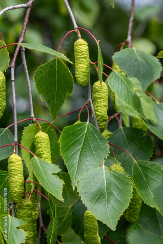 Lush green leaves and catkins of Betula pendula thrive on branches in a serene woodland showcasing nature's beauty in early spring