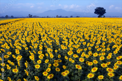 Vibrant field of sunflower in full bloom