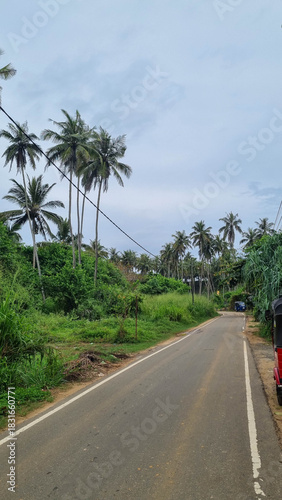 Tropical palm tree road in Sri Lanka.