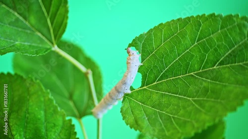 One silkworm eating mulberry leaves