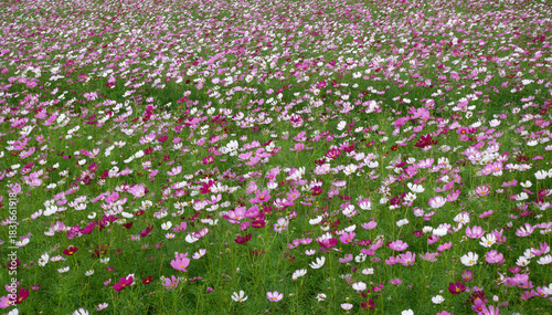 Cosmos flower field in full bloom.