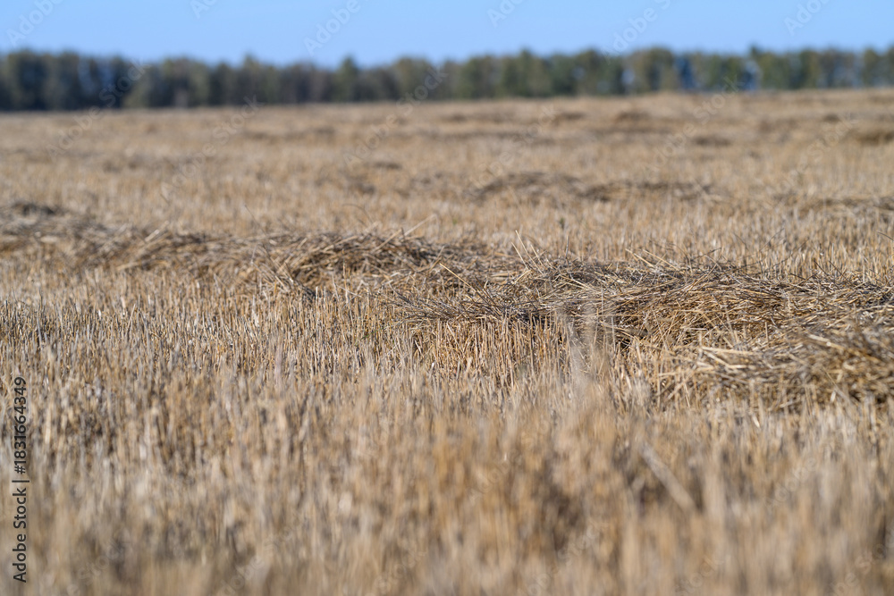 Naklejka premium A Golden Field of Grain Flourishing Wonderfully Under a Clear and Beautiful Blue Sky Above