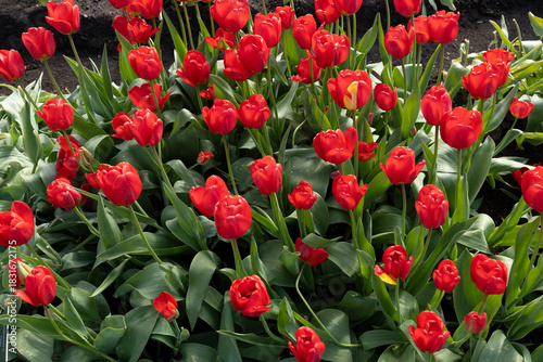 Red Tulip Flowers Of Tulipa Apeldoorn