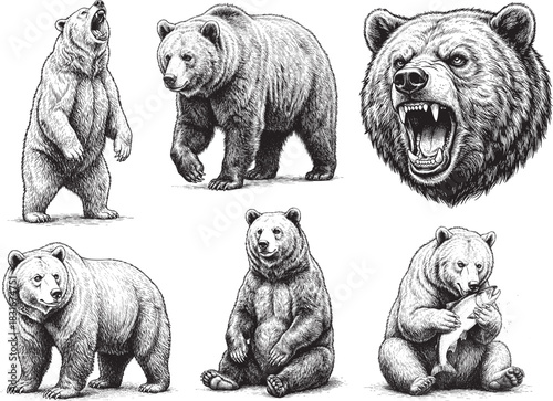 Hand drawn Bear illustration line set poses, detailed sketch vintage ink style