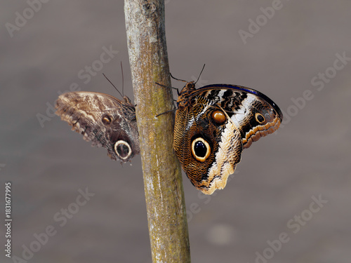 Two butterflies comparison: Caligo Atreus known as yellow-edged giant owl and Caligo Memnon known as giant owl or pale owl. Close up of two butterflies perched on a stem