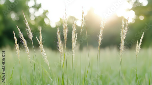 Fototapeta Naklejka Na Ścianę i Meble -  Bright meadow grass with golden seed heads swaying gently in sunlight