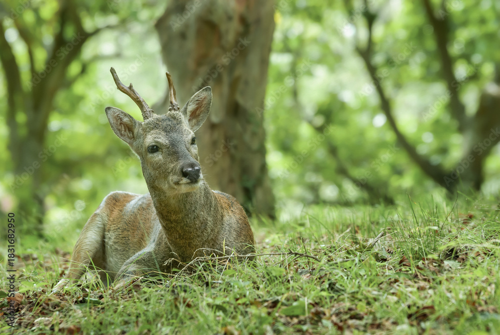 Naklejka premium roe deer