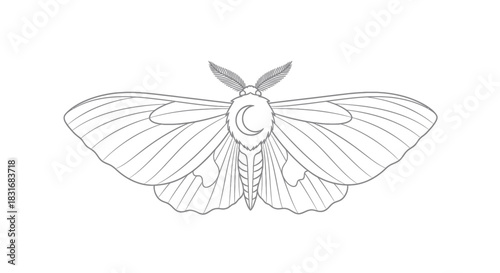 Intricate Line Art Illustration of a Moth with Detailed Wing Patterns and Antennas