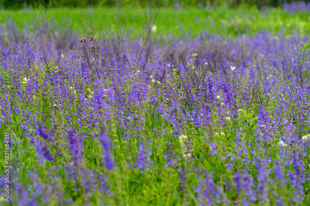 Naklejka premium A Vibrant and Colorful Wildflower Field in Full Bloom During the Beautiful Spring Season