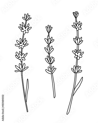 Hand drawn lavender flower stems line art illustration. Minimalist botanical icon set for spa logo, aromatherapy branding, essential oil packaging, herbal product design. Simple black outline on white