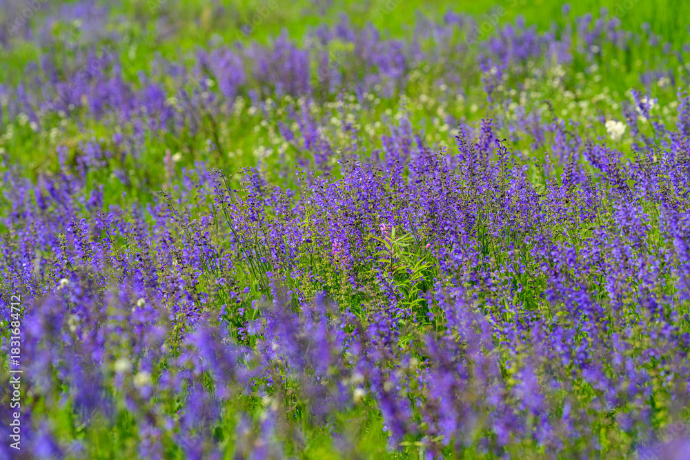 Fototapeta premium A Stunningly Vibrant Purple Flower Field in Full Bloom, Bursting with Colorful Beauty and Life