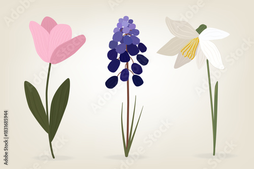 Spring bulb flowers set with pink tulip, purple grape hyacinth and white narcissus. Minimal flat vector illustration on beige background for floral posters, greeting cards, wedding stationery, packagi