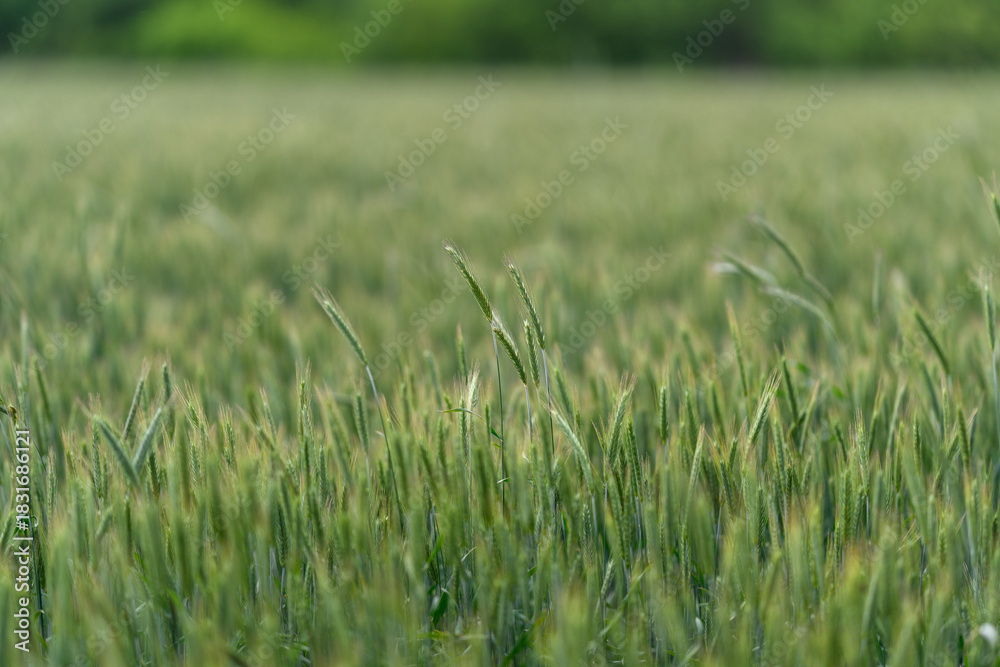 Obraz premium A Beautiful and Lush Green Wheat Field Spreading Out Under a Clear and Bright Sky