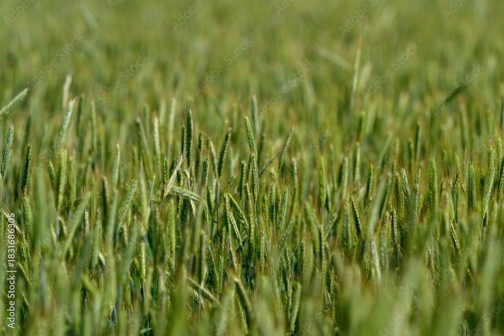 Obraz premium A Vibrant Green Wheat Field, Ready and Waiting for Harvesting, Evokes Natures Bounty
