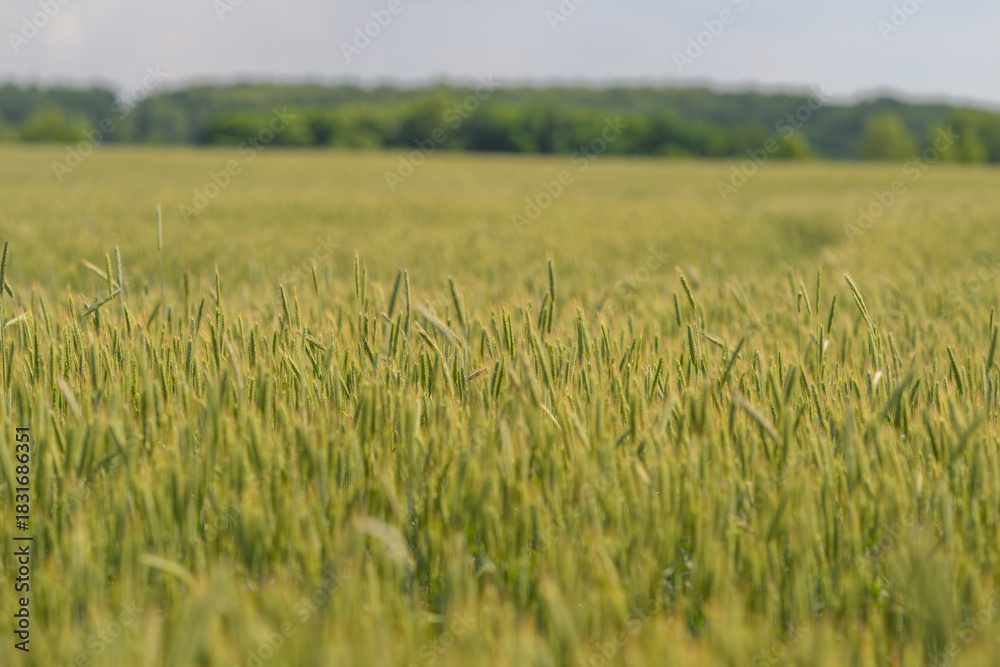 Obraz premium A Lush Green Wheat Field Spreads Vastly Under a Clear Blue Sky on a Bright Sunny Day
