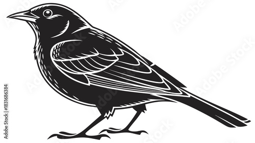 Vector illustration black bird illustration in vintage woodcut style