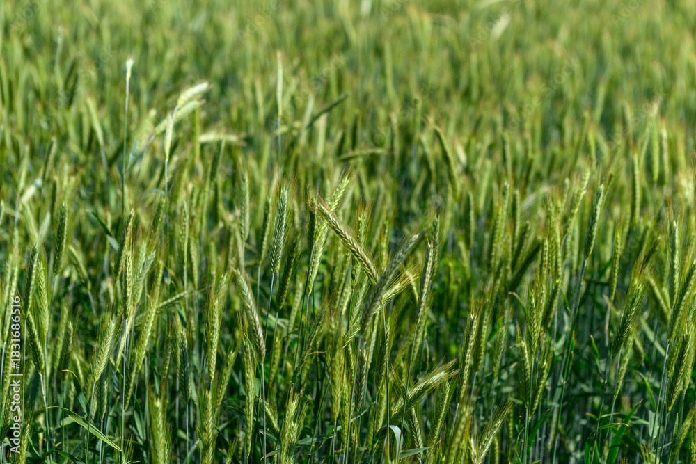 Obraz premium A vibrant green wheat field fully prepared for the upcoming harvest season in agriculture