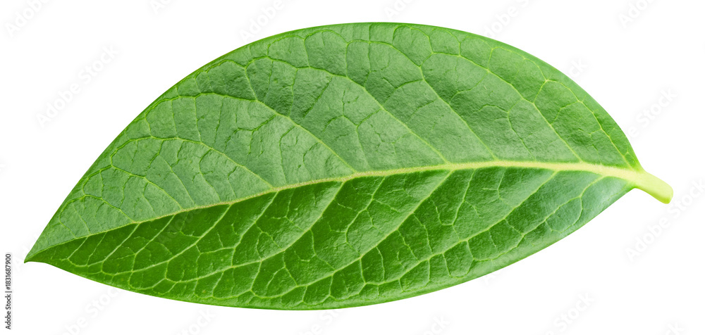 Obraz premium Bluberry leaves isolated on transparent background. Bluberry leaves PNG