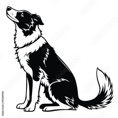 Vector illustration black and white vector illustration of a loyal border collie dog sitting and looking up attentively