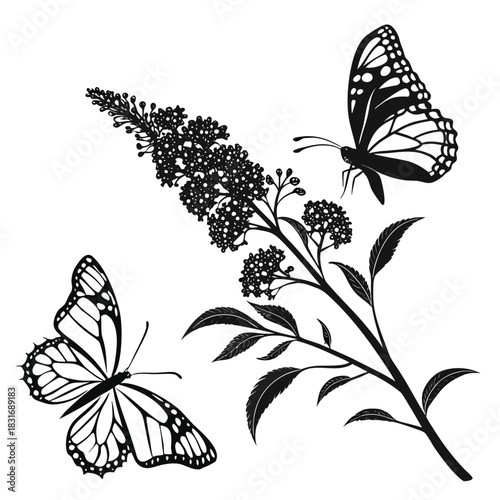 Vector illustration black and white illustration of two monarch butterflies flying near a blooming butterfly bush branch